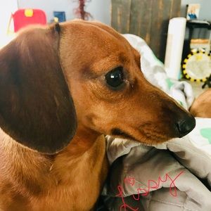 Meet your Posher, Holly